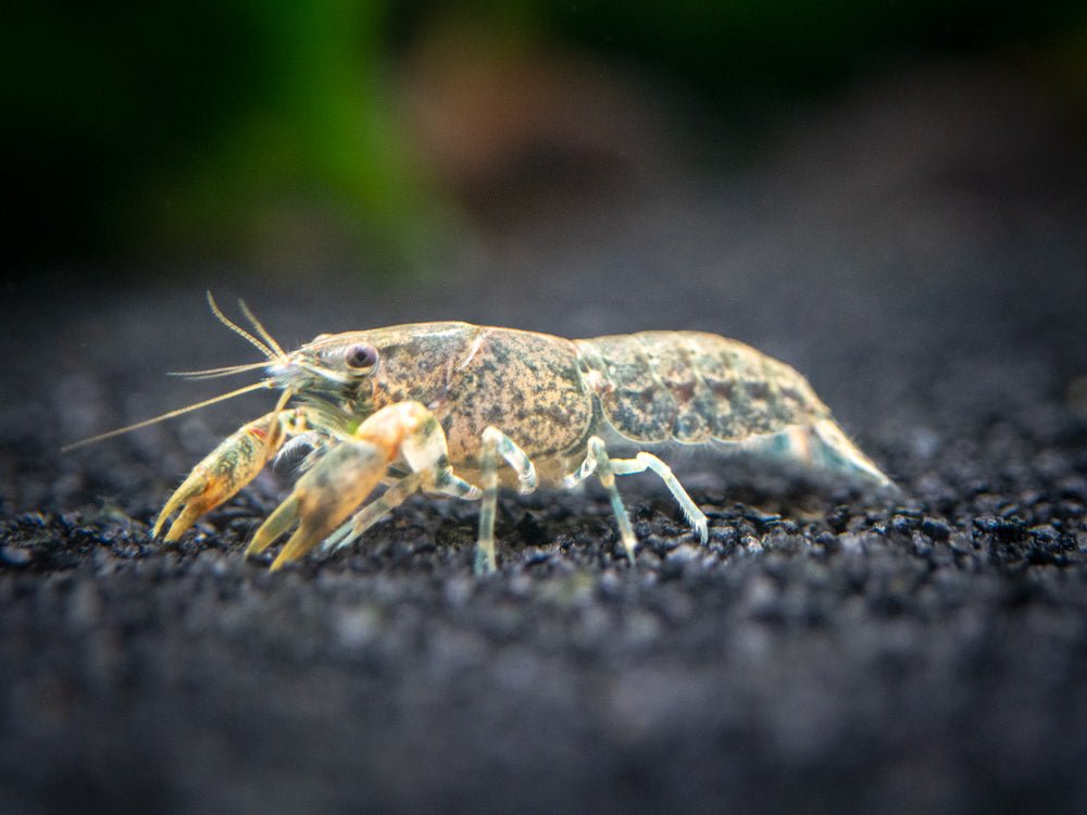 Blue Cajun Dwarf Crayfish/Mini Lobster (Cambarellus shufeldtii "Blue"), Tank-Bred!