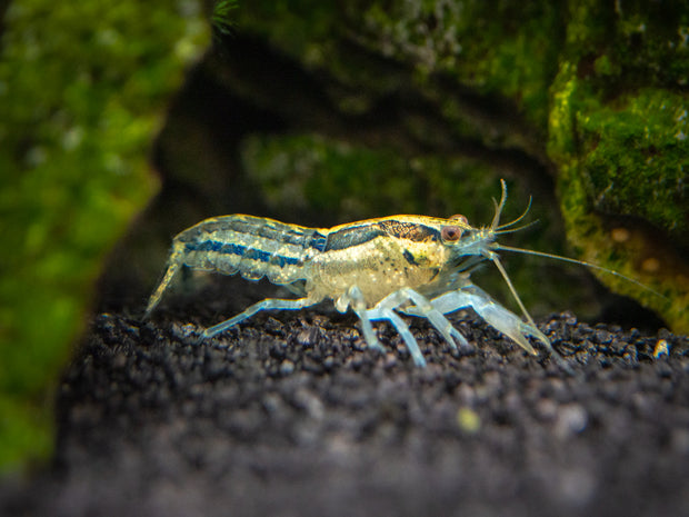 Blue Cajun Dwarf Crayfish/Mini Lobster (Cambarellus shufeldtii "Blue"), Tank-Bred!