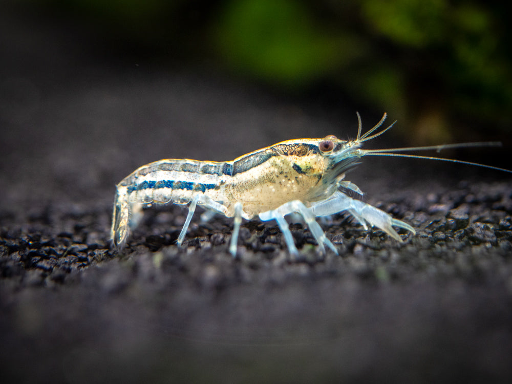 Blue Cajun Dwarf Crayfish/Mini Lobster (Cambarellus shufeldtii "Blue"), Tank-Bred!