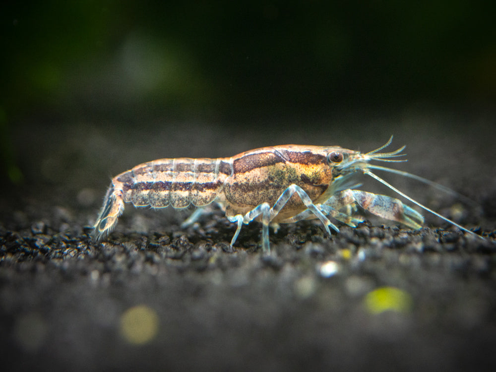 Blue Cajun Dwarf Crayfish/Mini Lobster (Cambarellus shufeldtii "Blue"), Tank-Bred!