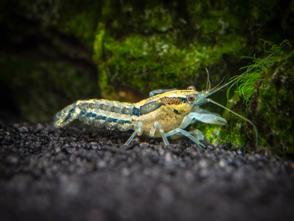 Blue Cajun Dwarf Crayfish/Mini Lobster (Cambarellus shufeldtii "Blue"), Tank-Bred!