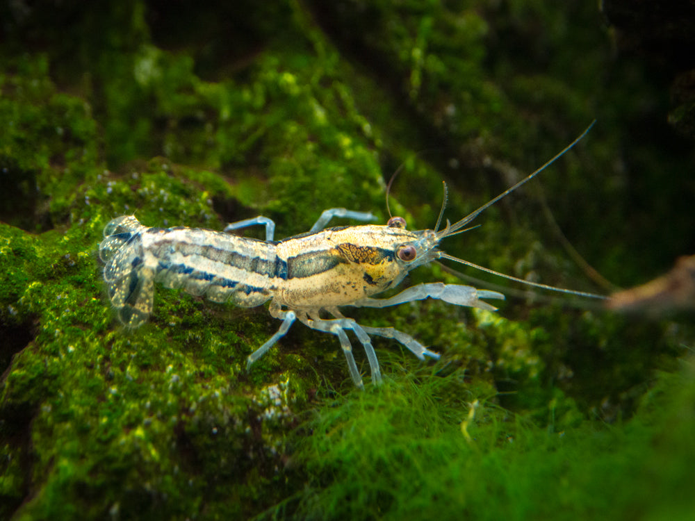 Blue Cajun Dwarf Crayfish/Mini Lobster (Cambarellus shufeldtii "Blue"), Tank-Bred!