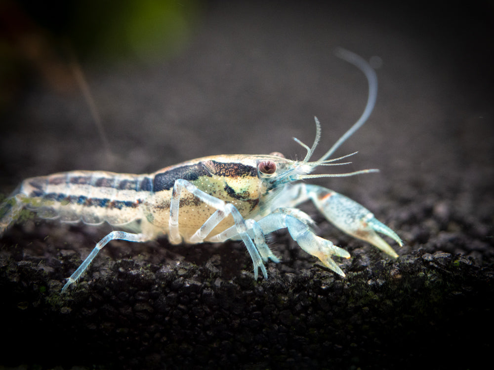 Blue Cajun Dwarf Crayfish/Mini Lobster (Cambarellus shufeldtii "Blue"), Tank-Bred!