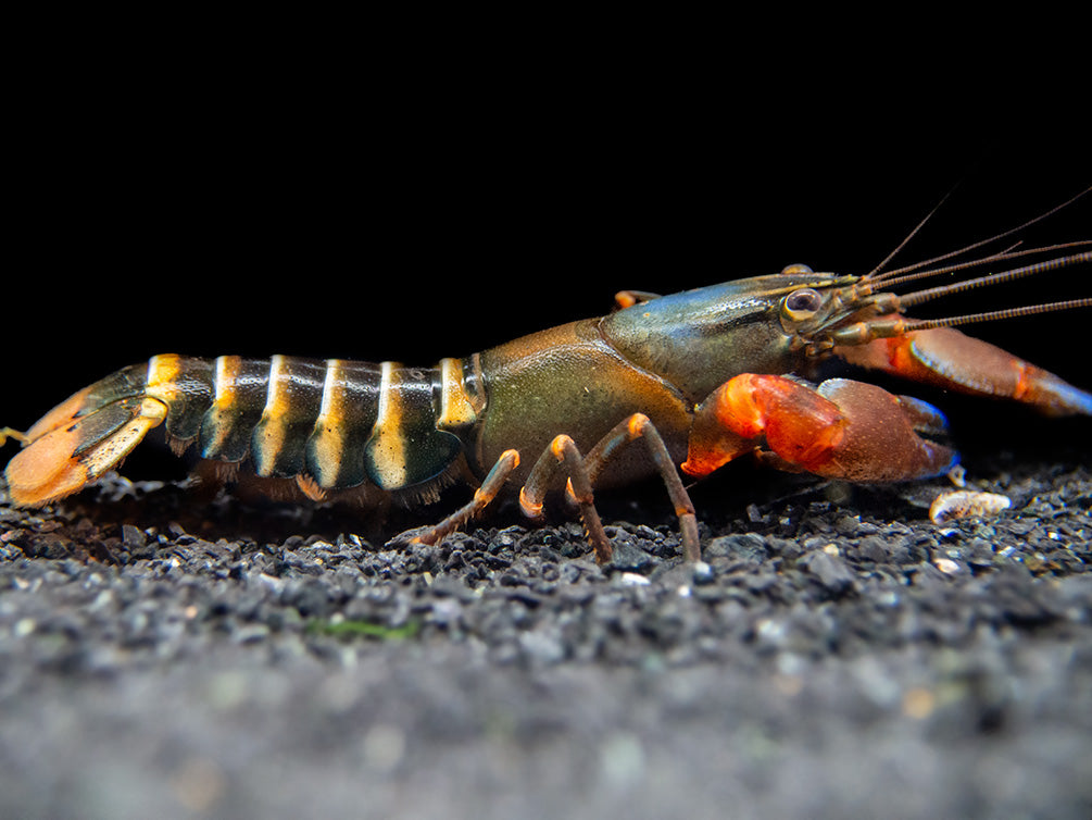 Blue Claw Zebra Crayfish (Cherax peknyi)