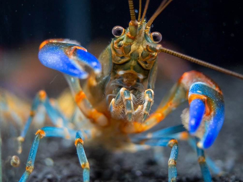 Blue Claw Zebra Crayfish (Cherax peknyi)