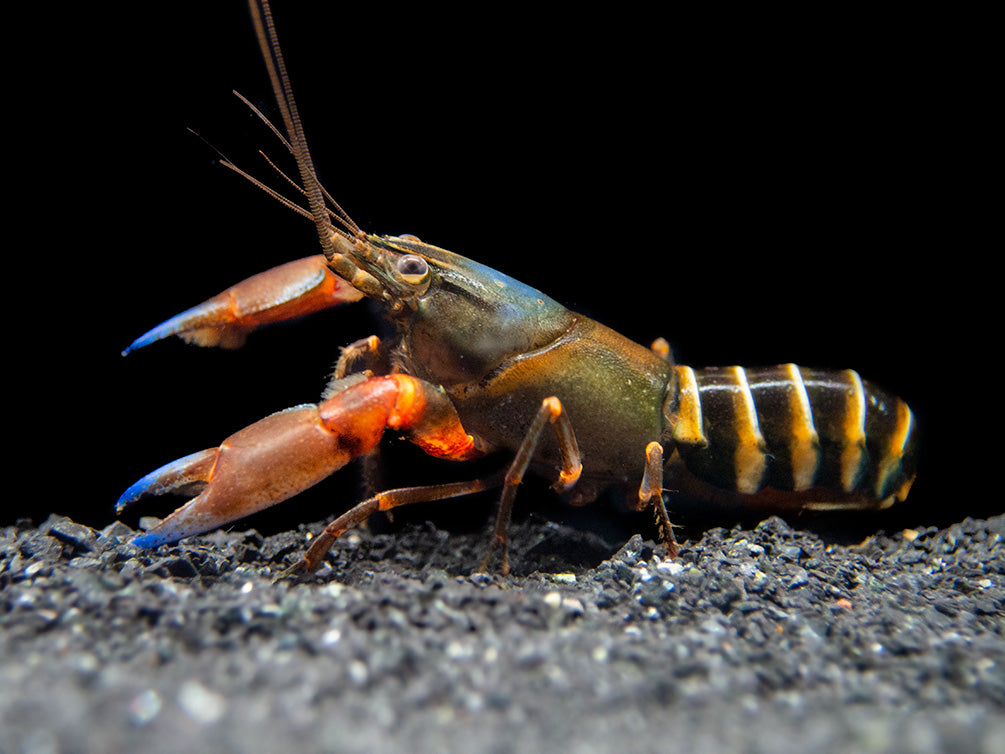 Blue Claw Zebra Crayfish (Cherax peknyi)