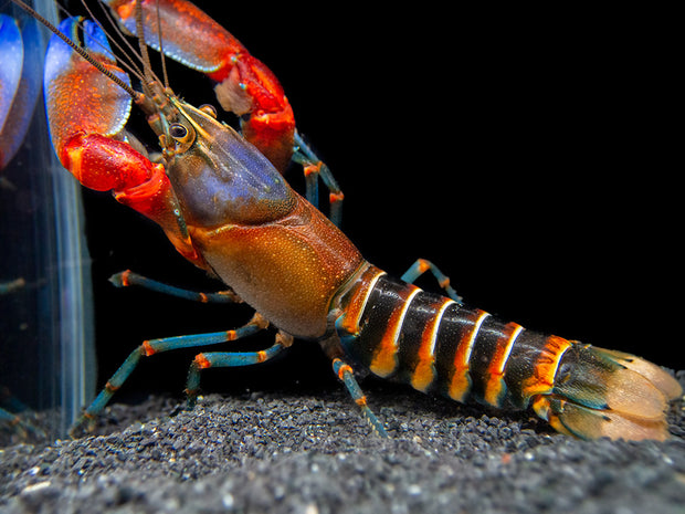 Blue Claw Zebra Crayfish (Cherax peknyi)