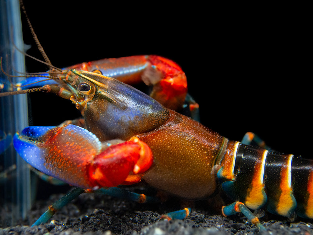 Blue Claw Zebra Crayfish (Cherax peknyi)