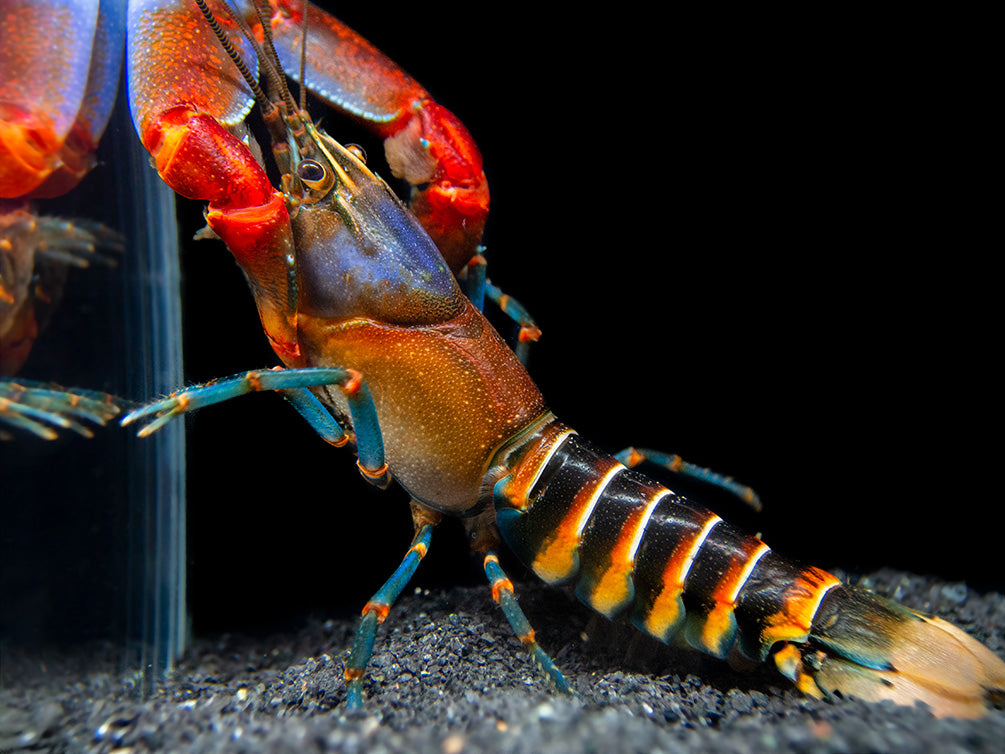 Blue Claw Zebra Crayfish (Cherax peknyi)