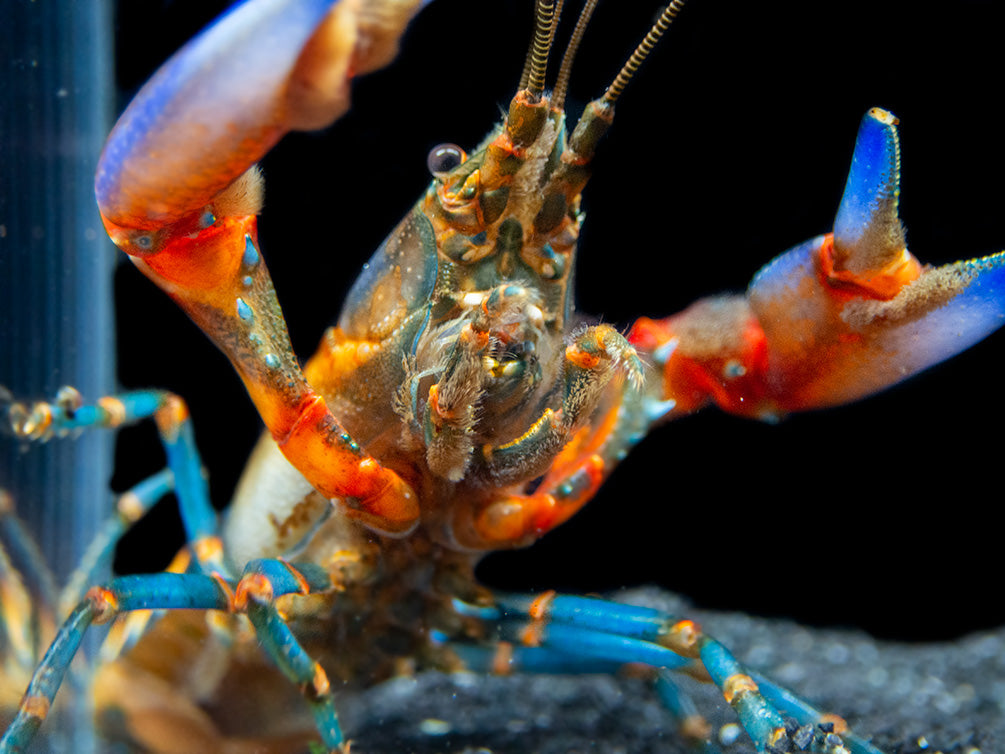 Blue Claw Zebra Crayfish (Cherax peknyi)