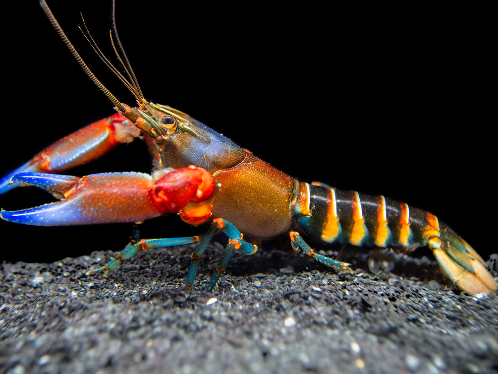 Blue Claw Zebra Crayfish (Cherax peknyi)