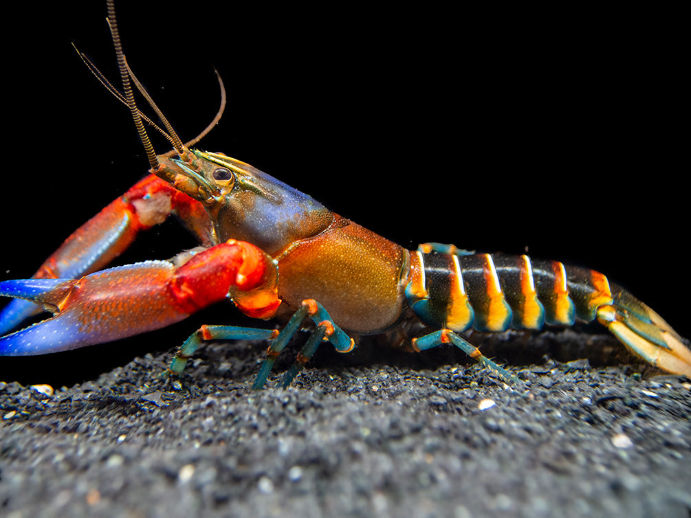 Blue Claw Zebra Crayfish (Cherax peknyi)