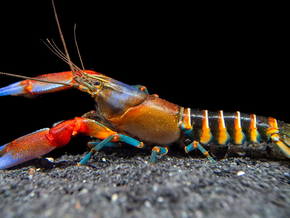 Blue Claw Zebra Crayfish (Cherax peknyi)