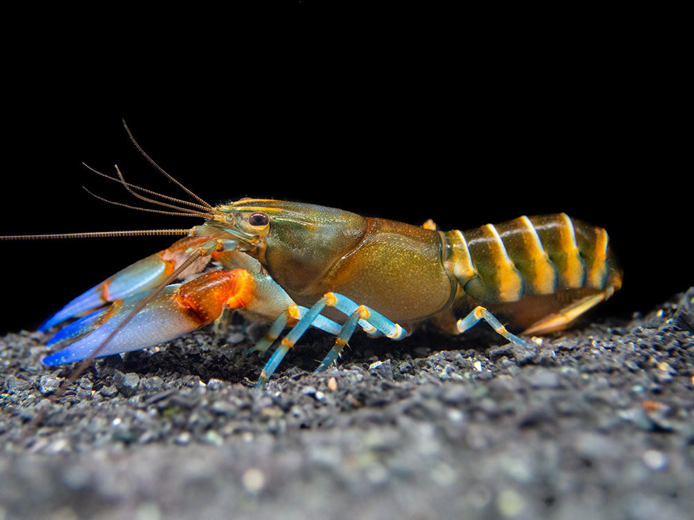 Blue Claw Zebra Crayfish (Cherax peknyi) - Aquatic Arts
