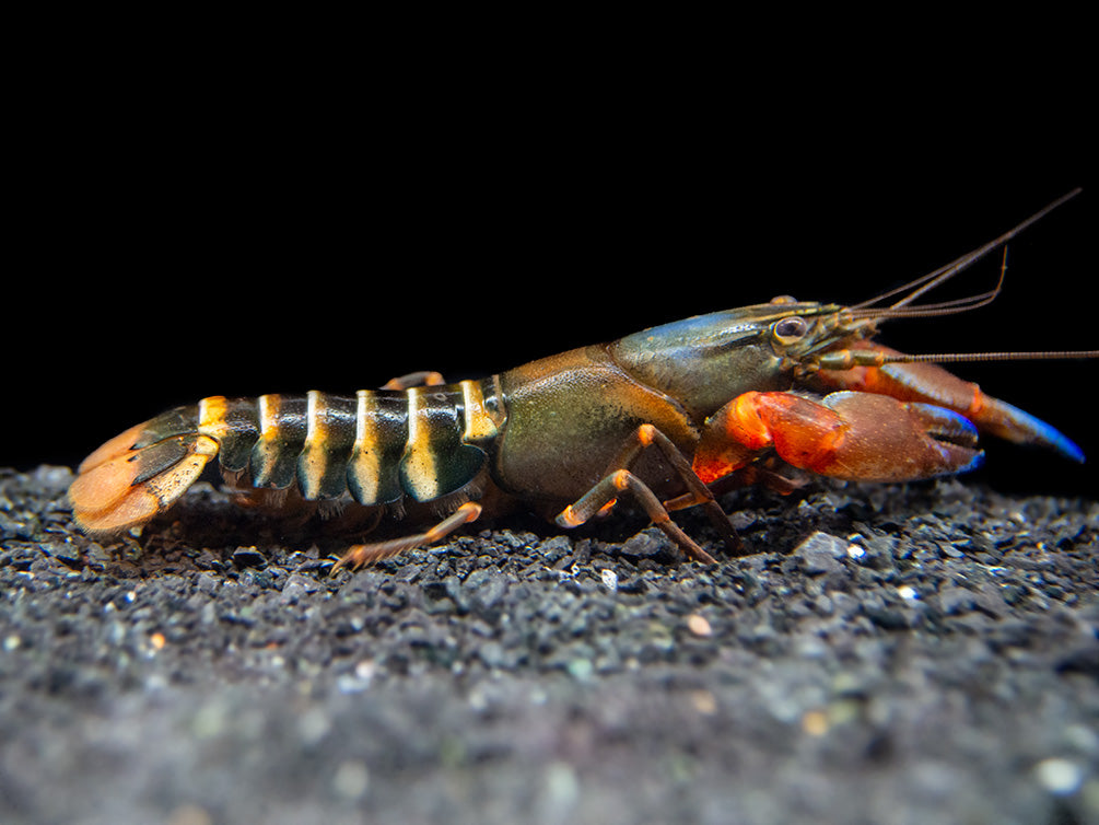 Blue Claw Zebra Crayfish (Cherax peknyi)