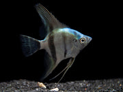 Blue Diamond Angelfish (Pterophyllum scalare) - Tank-Bred!