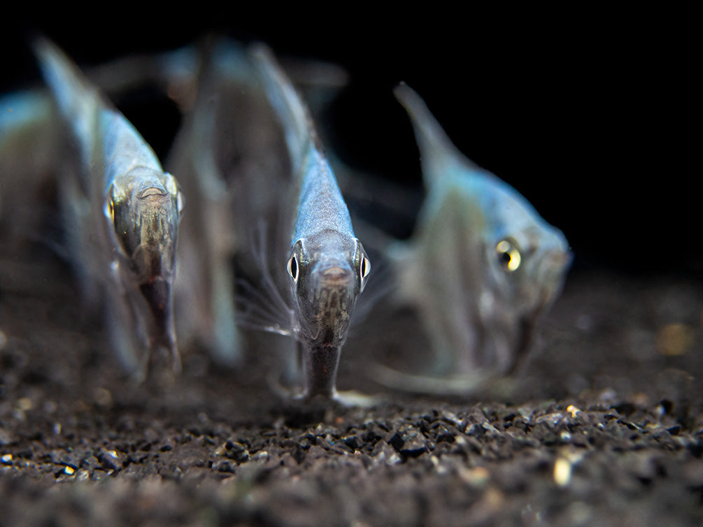 Blue Diamond Angelfish (Pterophyllum scalare) - Tank-Bred!