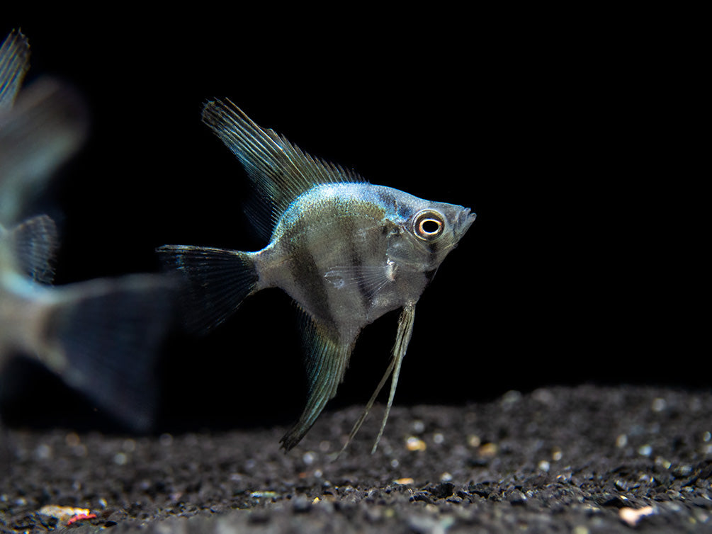 Blue Diamond Angelfish (Pterophyllum scalare) - Tank-Bred!