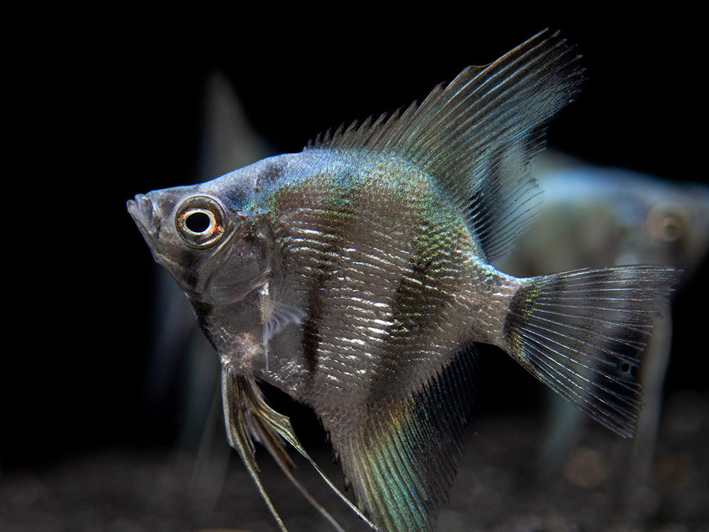 Blue Diamond Angelfish (Pterophyllum scalare) - Tank-Bred!