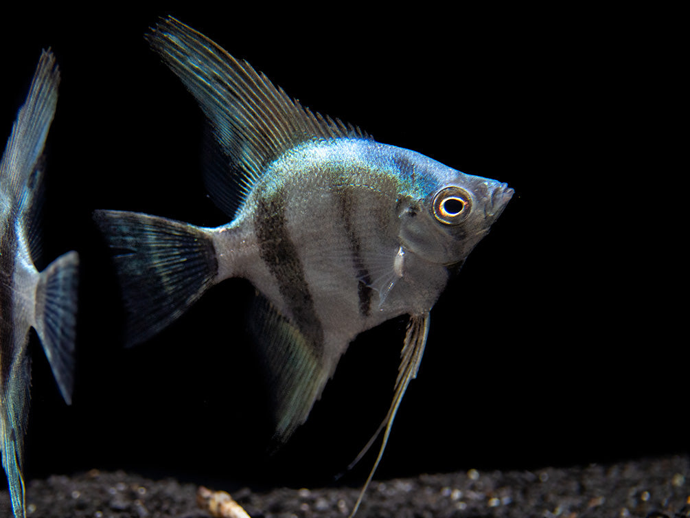 Blue Diamond Angelfish (Pterophyllum scalare) - Tank-Bred!