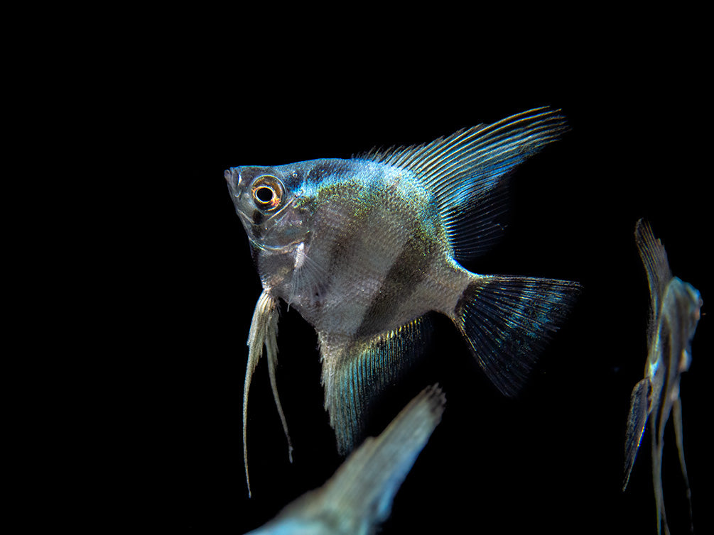 Blue Diamond Angelfish (Pterophyllum scalare) - Tank-Bred!