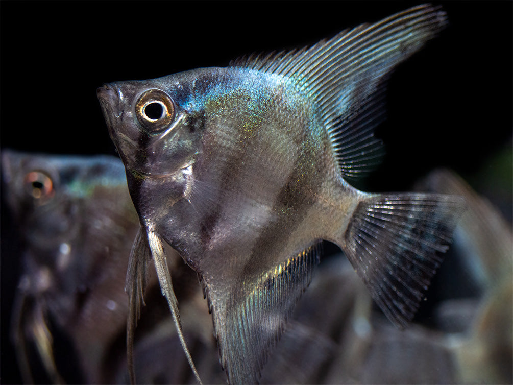 Blue Diamond Angelfish (Pterophyllum scalare) - Tank-Bred!