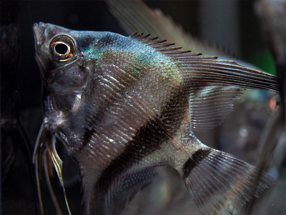 Blue Diamond Angelfish (Pterophyllum scalare) - Tank-Bred!