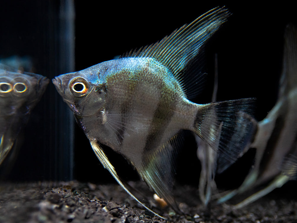 Blue Diamond Angelfish (Pterophyllum scalare) - Tank-Bred!