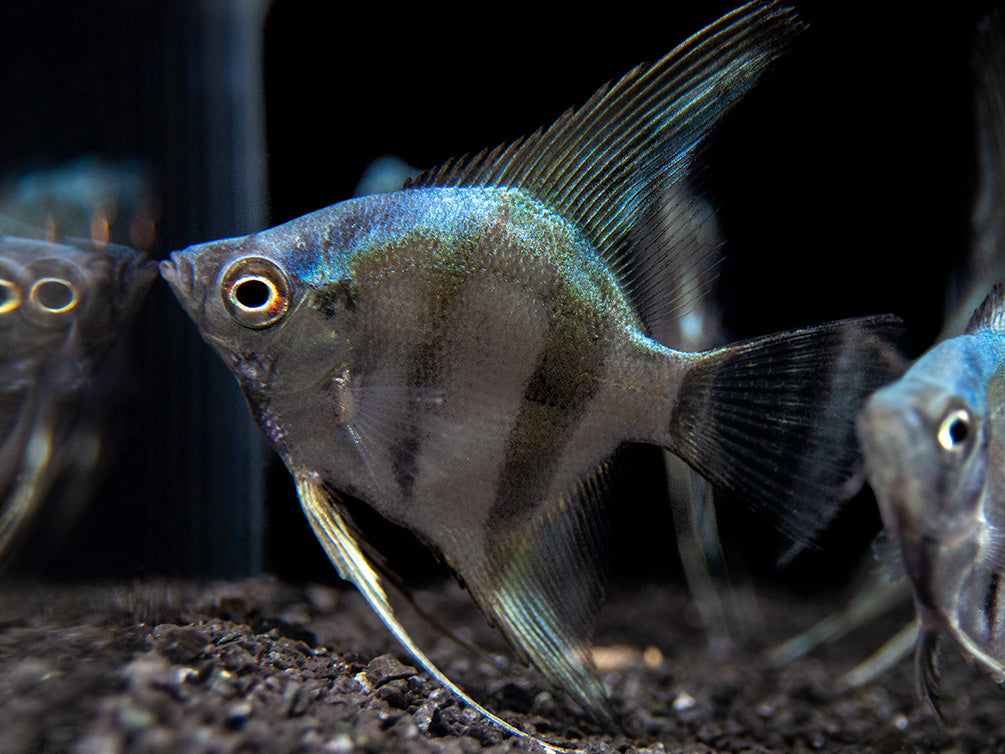 Blue Diamond Angelfish (Pterophyllum scalare) - Tank-Bred!