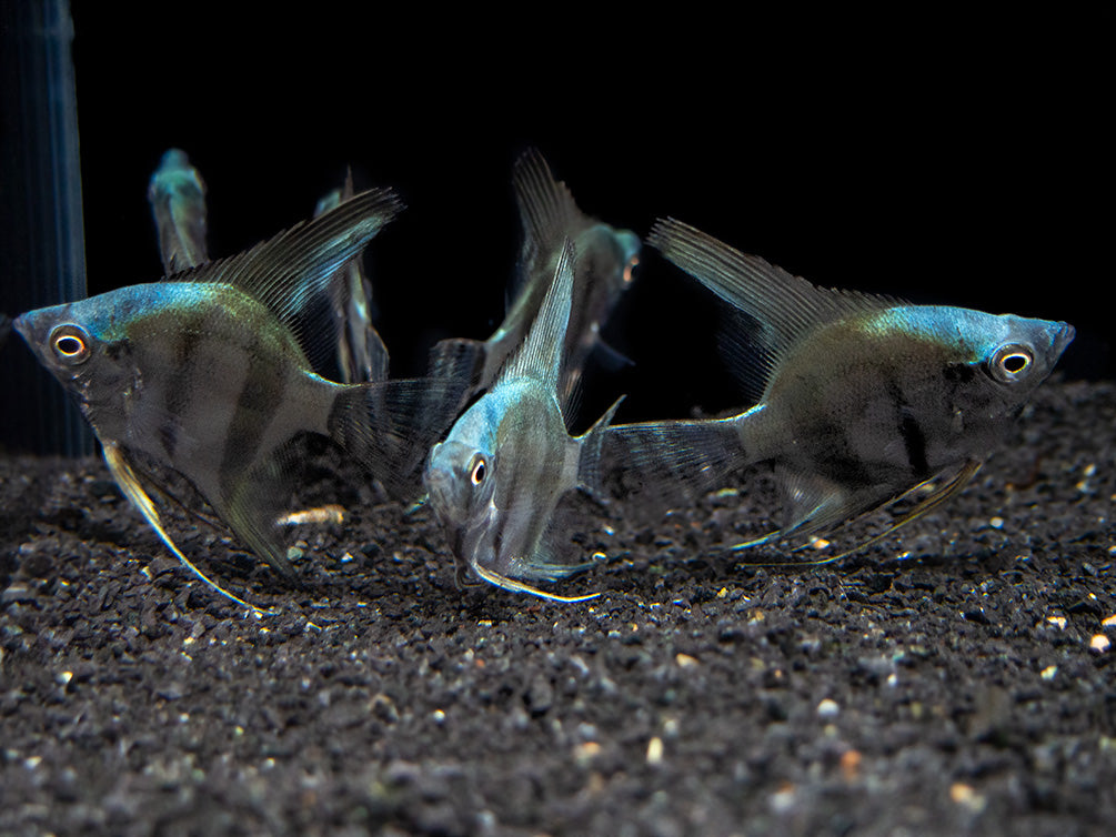 Blue Diamond Angelfish (Pterophyllum scalare) - Tank-Bred!