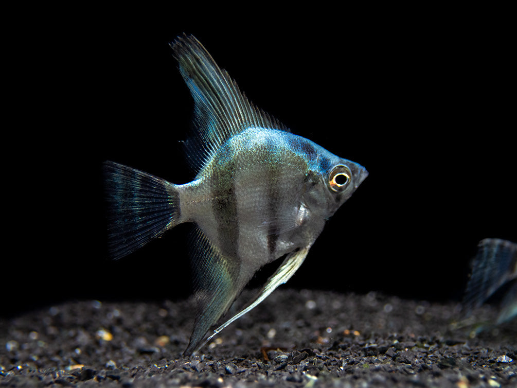 Blue Diamond Angelfish (Pterophyllum scalare) - Tank-Bred!