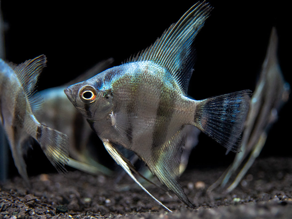 Blue Diamond Angelfish (Pterophyllum scalare) - Tank-Bred!