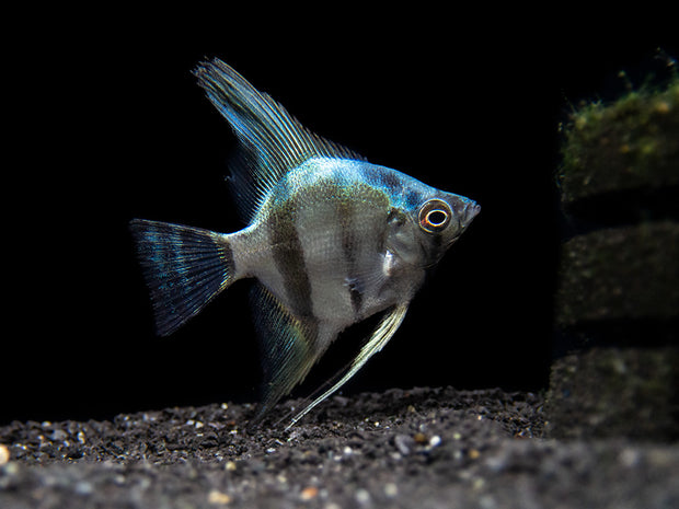 Blue Diamond Angelfish (Pterophyllum scalare) - Tank-Bred!