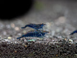 Blue Diamond Shrimp Breeder Combo Box