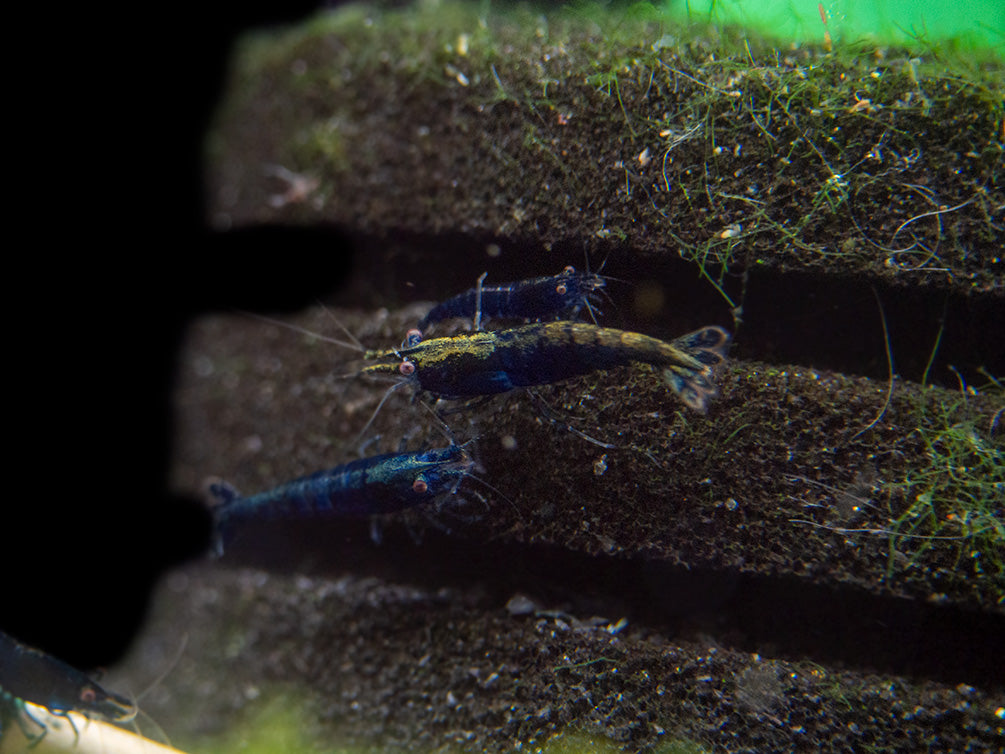 Blue Diamond Shrimp (Neocaridina davidi) aka Sapphire Shrimp, Tank-Bred
