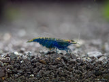 Blue Diamond Shrimp (Neocaridina davidi) aka Sapphire Shrimp, Tank-Bred
