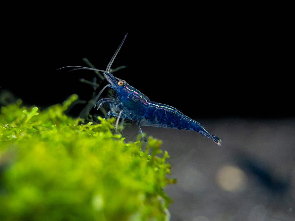 Blue Diamond Shrimp (Neocaridina davidi) aka Sapphire Shrimp, Tank-Bred