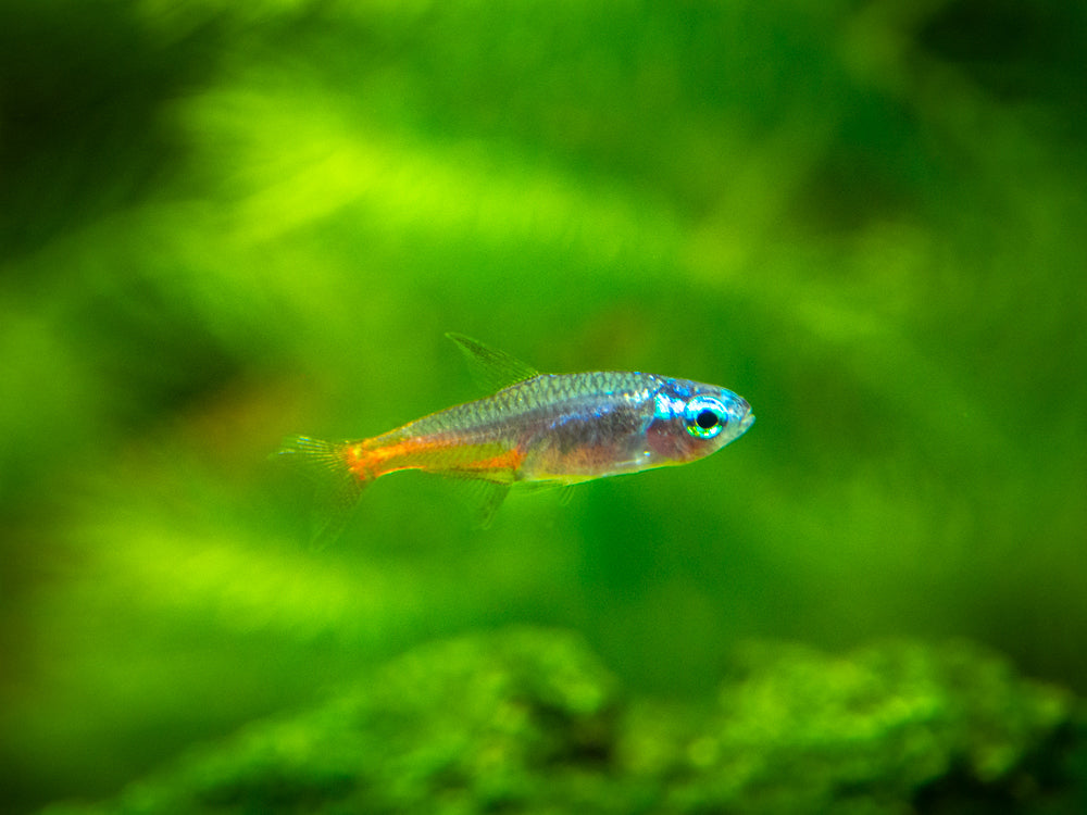 Blue Diamond AKA Diamond Head Neon Tetra (Paracheirodon innesi var. "Blue Diamond"), Tank-Bred