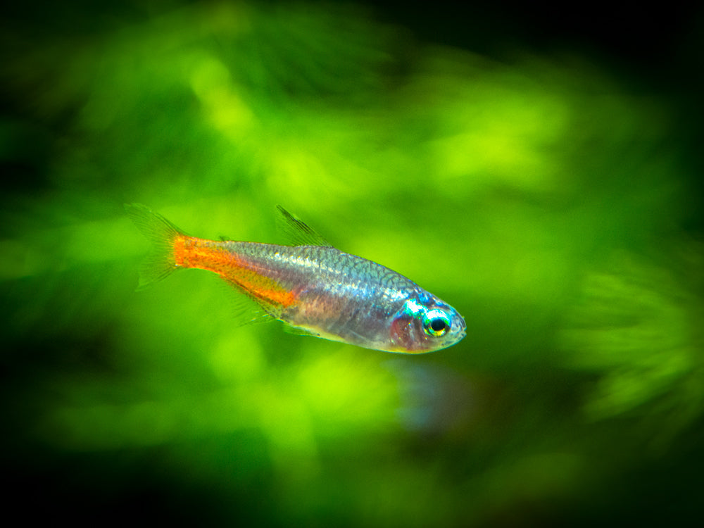 Blue Diamond AKA Diamond Head Neon Tetra (Paracheirodon innesi var. "Blue Diamond"), Tank-Bred