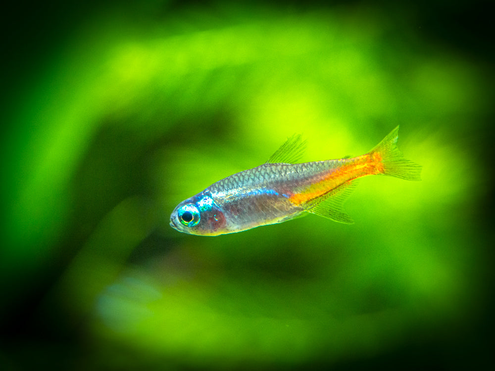 Blue Diamond AKA Diamond Head Neon Tetra (Paracheirodon innesi var. "Blue Diamond"), Tank-Bred