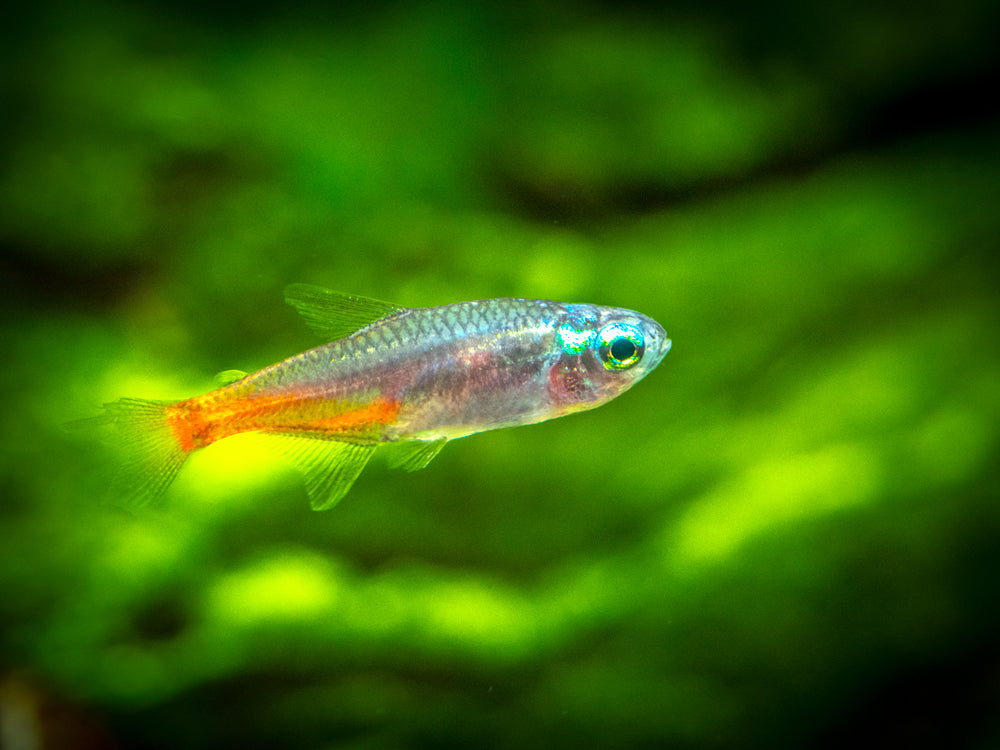 Blue Diamond AKA Diamond Head Neon Tetra (Paracheirodon innesi var. "Blue Diamond"), Tank-Bred