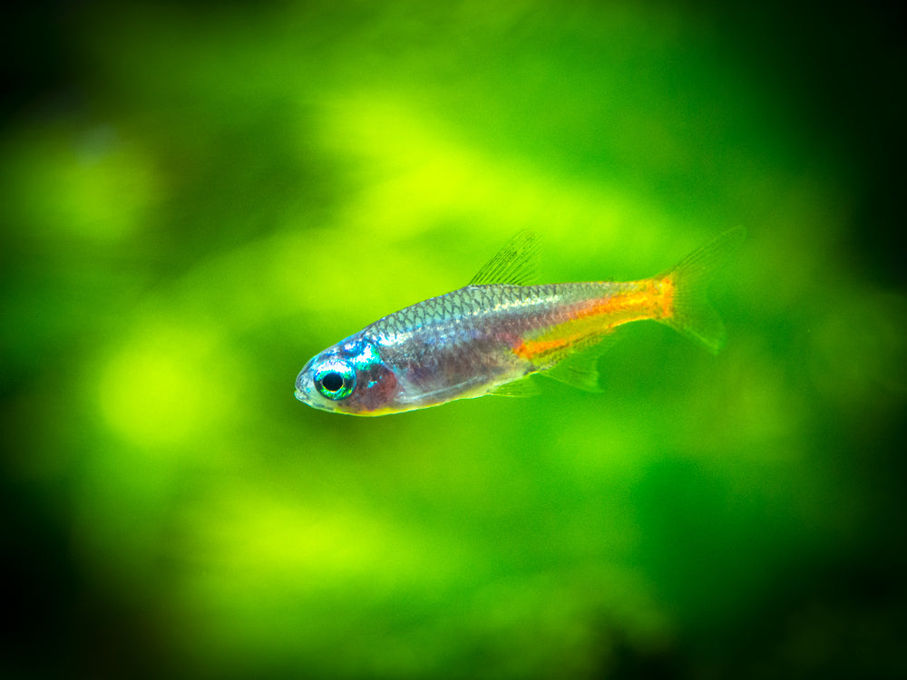 Blue Diamond AKA Diamond Head Neon Tetra (Paracheirodon innesi var. "Blue Diamond"), Tank-Bred