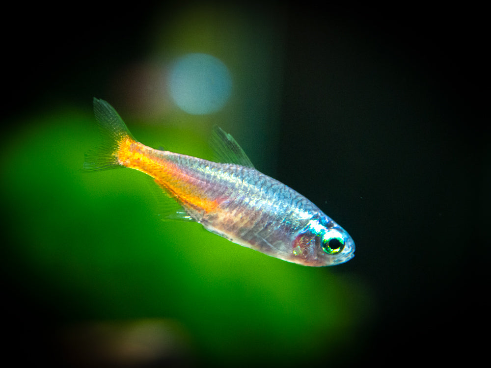 Blue Diamond AKA Diamond Head Neon Tetra (Paracheirodon innesi var. "Blue Diamond"), Tank-Bred