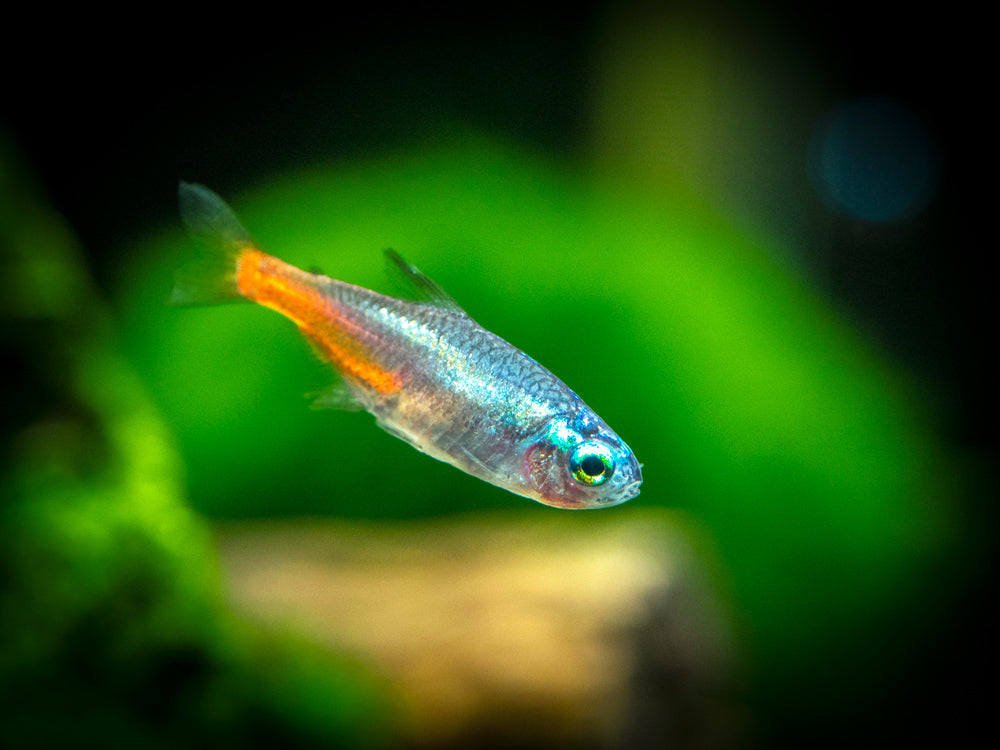 Blue Diamond AKA Diamond Head Neon Tetra (Paracheirodon innesi var. "Blue Diamond"), Tank-Bred