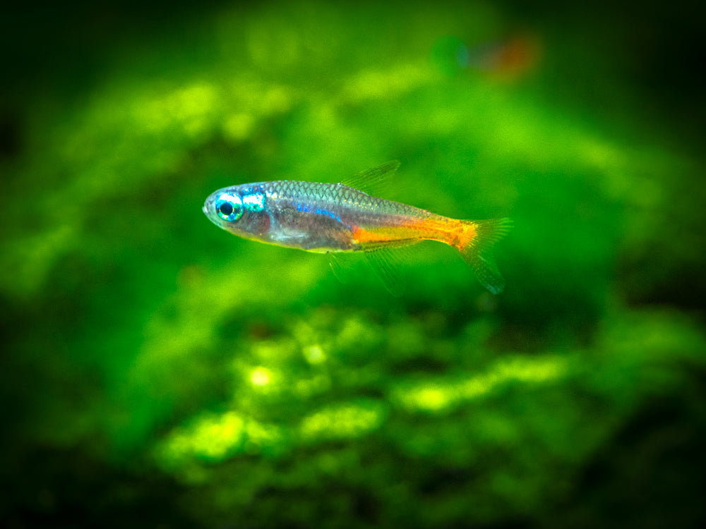 Blue Diamond AKA Diamond Head Neon Tetra (Paracheirodon innesi var. "Blue Diamond"), Tank-Bred