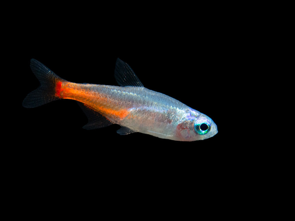 Blue Diamond AKA Diamond Head Neon Tetra (Paracheirodon innesi var. "Blue Diamond"), Tank-Bred