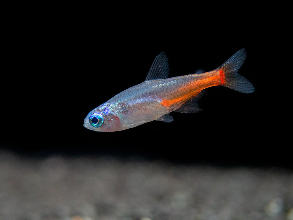 Blue Diamond AKA Diamond Head Neon Tetra (Paracheirodon innesi var. "Blue Diamond"), Tank-Bred