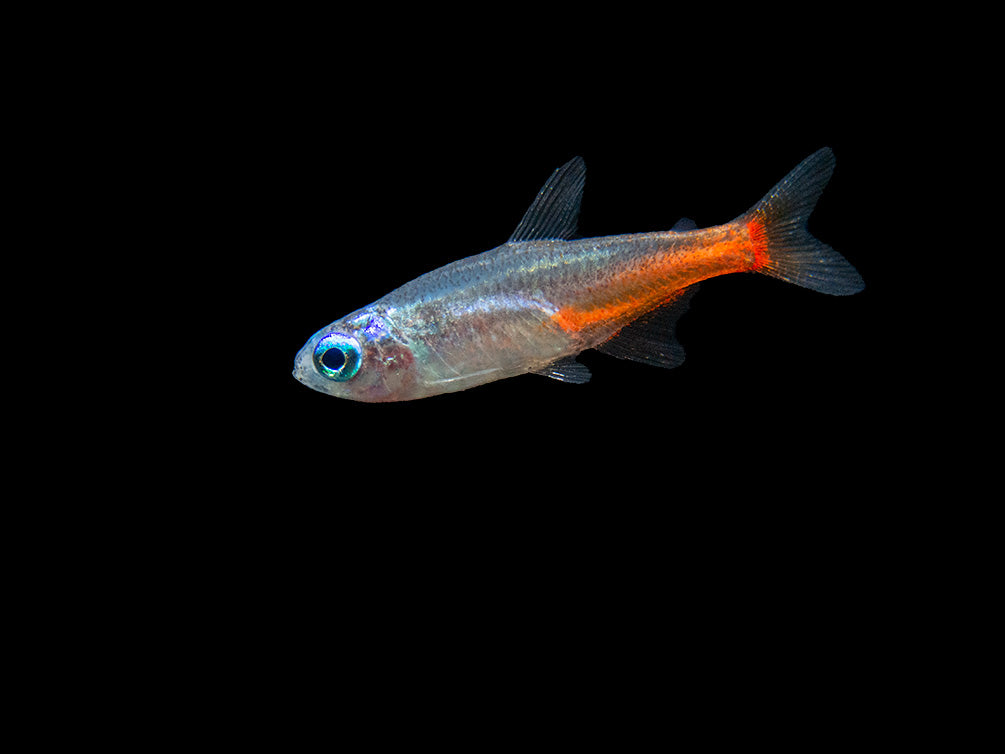 Blue Diamond AKA Diamond Head Neon Tetra (Paracheirodon innesi var. "Blue Diamond"), Tank-Bred