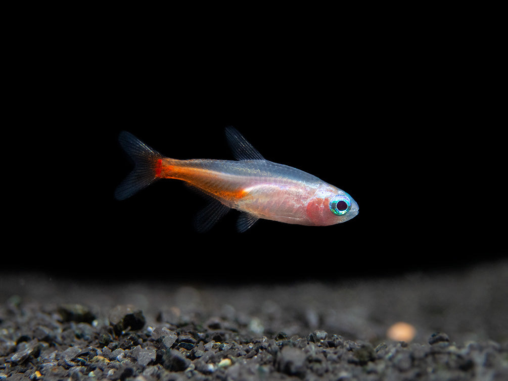 Blue Diamond AKA Diamond Head Neon Tetra (Paracheirodon innesi var. "Blue Diamond"), Tank-Bred