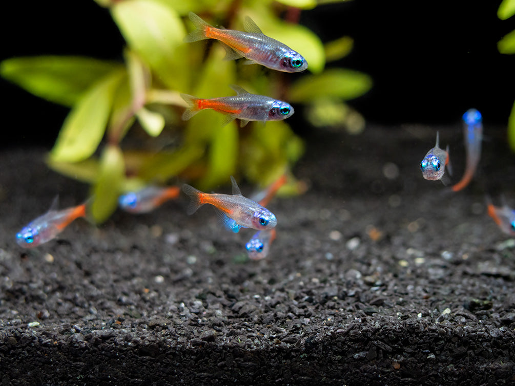 Blue Diamond AKA Diamond Head Neon Tetra (Paracheirodon innesi var. "Blue Diamond"), Tank-Bred